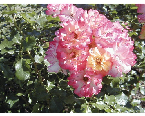 Nahaufnahme von rosa-gelben Rosenblüten mit grünen Blättern