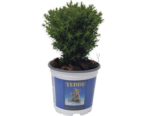 Thuya occidental FloraSelf Thuja occidentalis 'Teddy' H 5-10 cm Ø 10 cm Topf Cyprès Teddy en pot