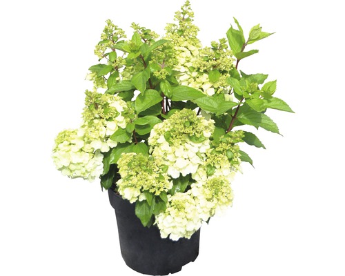 Hortensia paniculé FloraSelf Hydrangea paniculata 'Magical Mont Blanc® h 50-60 cm Co 5 l