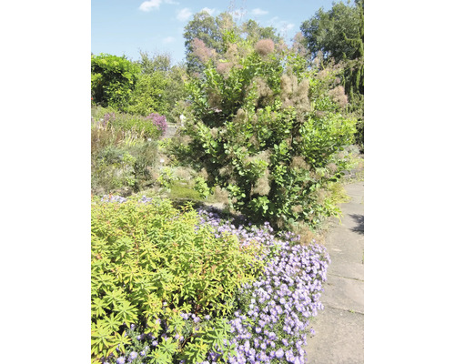 Gartenlandschaft mit Bäumen, Büschen und Blumen