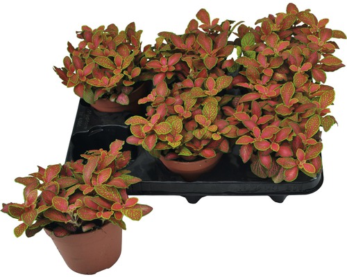 Fittonia Pflanzen in Töpfen auf einem Tablett