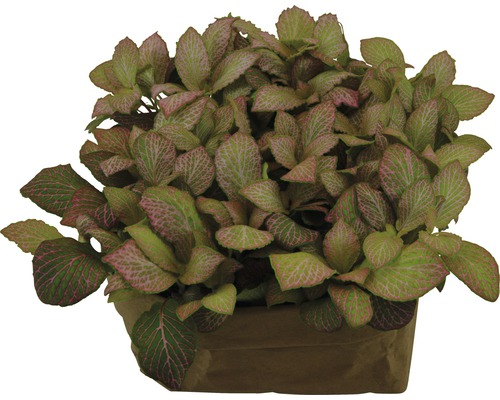 Mosaikpflanze FloraSelf Fittonia verschaffeltii 'Ruby Lime' H 15-20 cm Ø 12 cm Topf Fittonia Pflanze im Topf