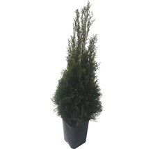 Lebensbaum FloraSelf® Thuja Smaragd 80-100 cm-thumb-1