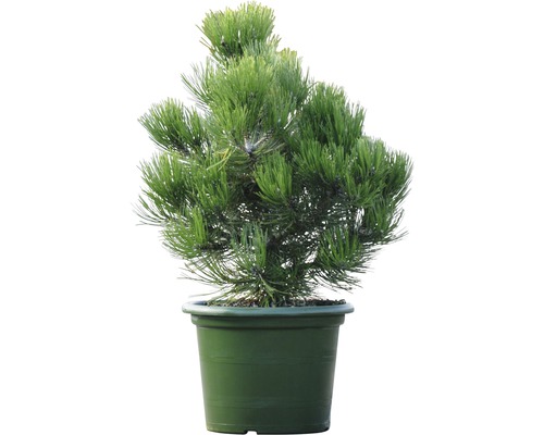 Zwergkiefer Pinus leucodermis 'Compact Gem' H 50-60 cm Co 15 L