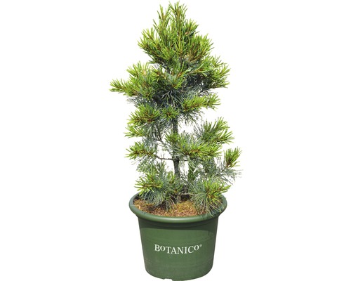 Blaue Mädchenkiefer Pinus parviflora 'Blauer Engel' H 60-70 cm Co 15 L