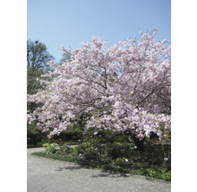 Prunus sargentii FloraSelf Accolade, 125-150 cm