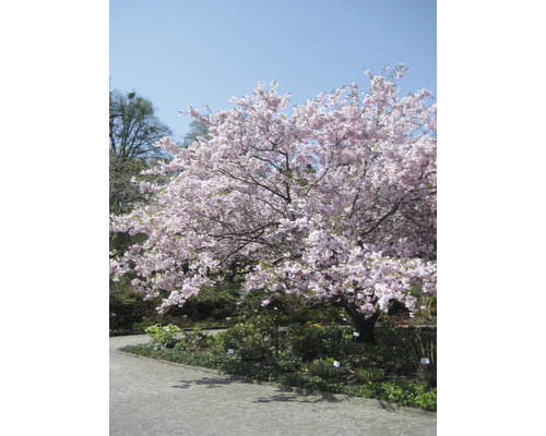 Blühender Zierkirschenbaum im Garten