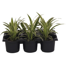 Phalanges dans un récipient en plastique noir pour plantes d''intérieur