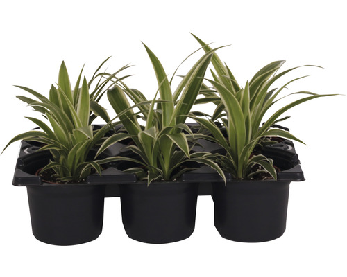 Phalanges dans un récipient en plastique noir pour plantes d''intérieur