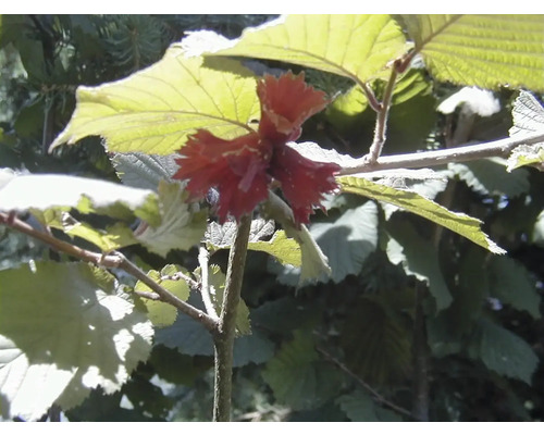 Haselnussstrauch mit Blättern und Blüte