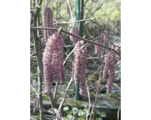 Blühende Haselstrauch-Kätzchen an den Zweigen