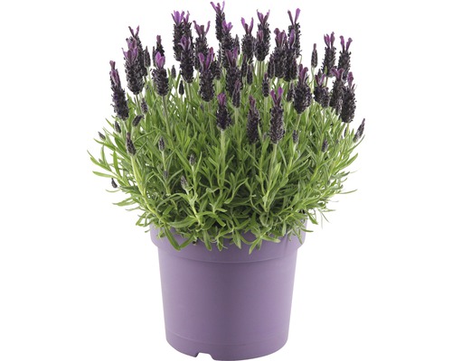 Schopflavendel FloraSelf® Lavandula stoechas 'Anouk' Ø 19 cm