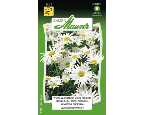 Marguerite des prés blanche Semences de fleurs Samen Mauser