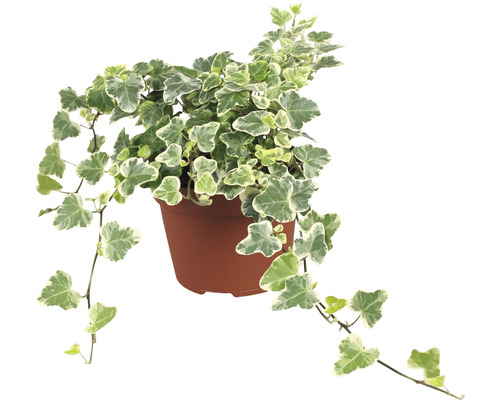 Lierre en pot avec des feuilles vertes et blanches