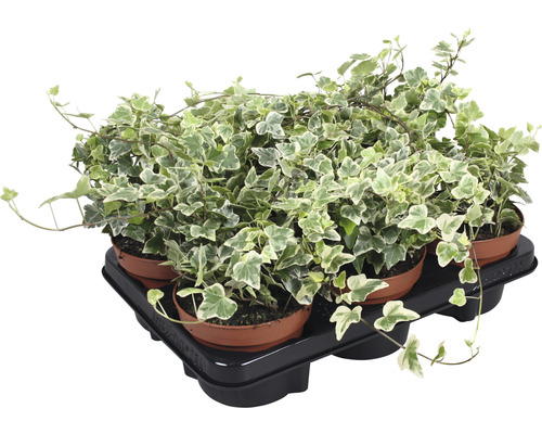 Ensemble de plantes lierre vert-blanc Hedera helix 'White Wonder' pot de Ø 13 cm 6 pces