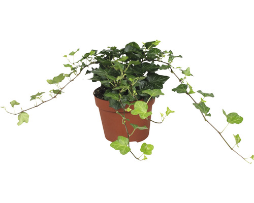 Plante d''intérieur lierre en pot