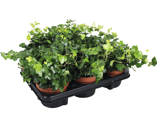 Ensemble de plantes lierre vert Hedera helix 'Wonder' pot de Ø 13 cm 6 pces