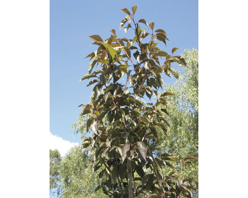 Baum mit Blättern vor blauem Himmel