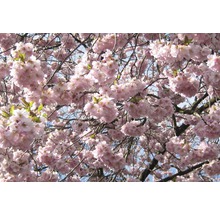 Nahaufnahme eines blühenden Zierkirschbaums