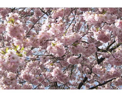 Nahaufnahme eines blühenden Zierkirschbaums