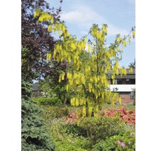 Goldregen im Gartenbeet