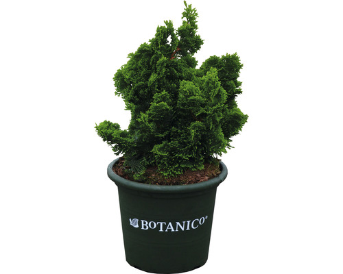 Kleine Muschelzypresse Botanico Chamaecyparis obtusa 'Nana Gracilis' H 25-30 cm Co 6 L Kleine Muschelzypresse Botanico Chamaecyparis obtusa 'Nana Gracilis' H 25-30 cm Co 6 L