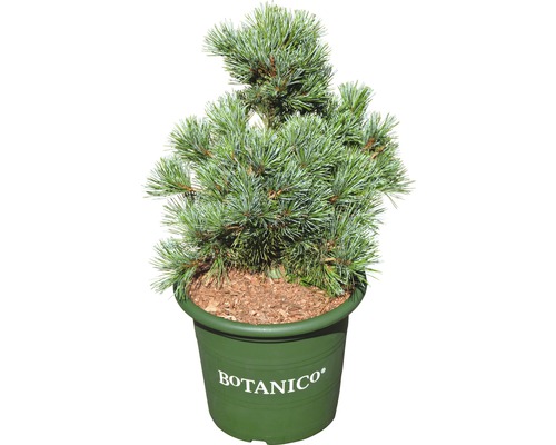 Pin Pinus parviflora Negishi H 30-40 cm Co 6 L
