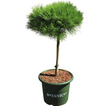 Schwarzkiefer Stämmchen Pinus nigra Marie Bregeon H 40 cm Co 10 L-thumb-0