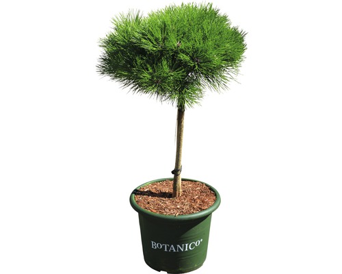 Pin noir arbuste Pinus nigra Marie Bregeon H 40 cm Co 10 L