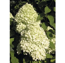 Hortensia paniculé avec inflorescence