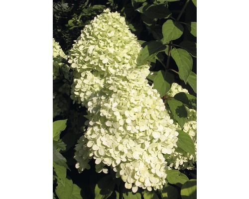 Hortensia paniculé Hydrangea paniculata 'Magical Candle' ® H 100-125 cm Co 18 L Hortensia paniculé avec inflorescence