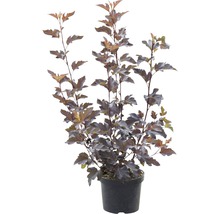Blasenspiere Physocarpus opulifolius Center Glow 40-50 cm