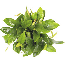 Anubias nain, espèce