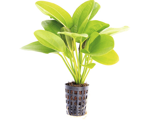 Plante d''aquarium avec feuilles vertes en pot