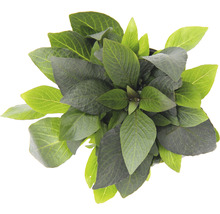 Hortensienpflanze mit grünen Blättern von oben