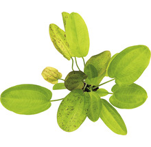 Echinodorus Cordifolius harbich mouchetée