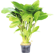 Alisma Ozelot, espèce