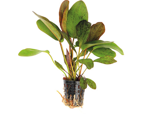 Plante d''aquarium en pot
