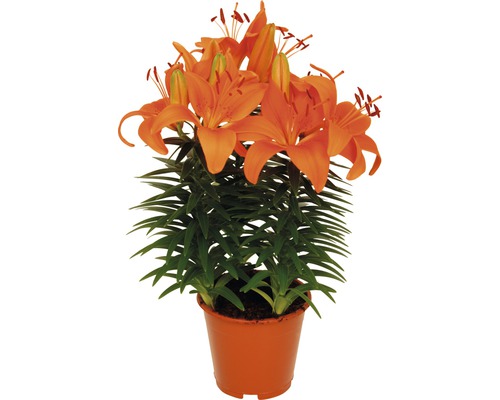Lys en pot FloraSelf Lilium-Cultivars (hybride asiatique) 'Tiny Invader' H 35-45 cm pot Ø 13 cm