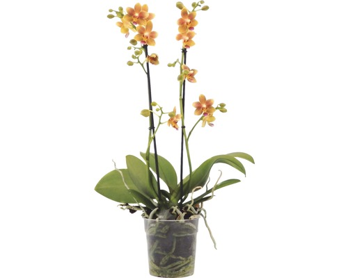Orchidée papillon FloraSelf Phalaenopsis Orange mix H 45-60 cm pot Ø 12 cm