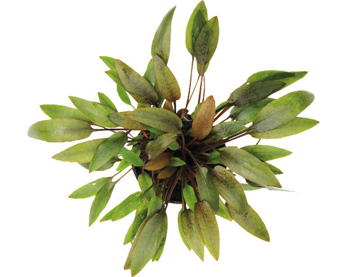 Cryptocoryne brune, taille moyenne Cryptocoryne brune, taille moyenne
