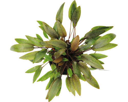 Cryptocoryne brune, taille moyenne