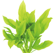 Plante d''aquarium avec feuilles vertes