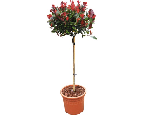 Arbuste photinie nain FloraSelf 'Little Red Robin' tronc h 40 cm Co 6 L