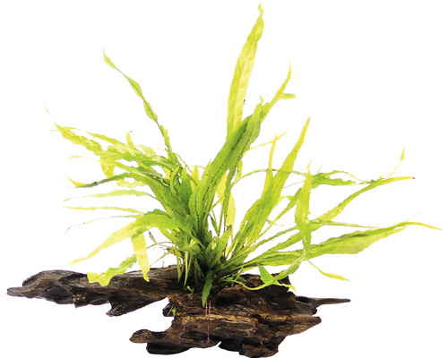 Fougère de Java sur racine - Microsorum pteropus sur racine env. 15 x 7 x 15 cm Plante d''aquarium sur bois flotté
