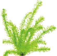 Plante aquatique artificielle pour aquarium