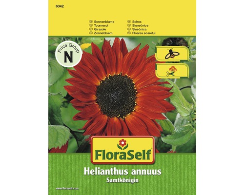 Sonnenblume 'Samtkönigin' FloraSelf samenfestes Saatgut Blumensamen