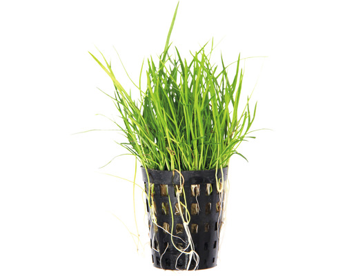 Aquarienpflanze im Topf