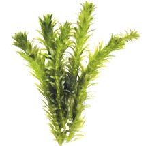 plante aquatique