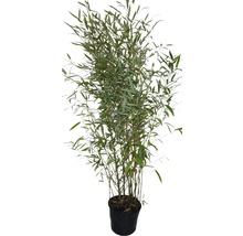 Bambus FloraSelf Phyllostachys bissetii H 120-150 cm Co 30 L-thumb-0
